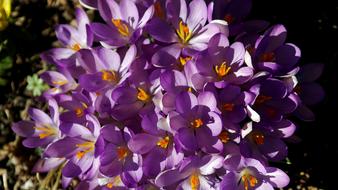 Flowers Purple Yellow Spring
