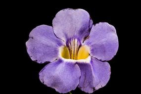 absolutely beautiful violet Flower