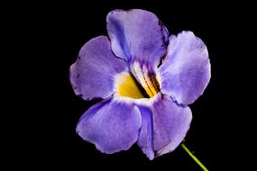 blue Bloom Flower on black background