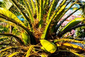 Palm Blossom Green Spiny