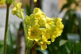 perfect False Oxlip Flower