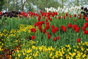Flowers Tulips Red Yellow