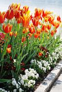 Tulips Flowers Bloom Orange