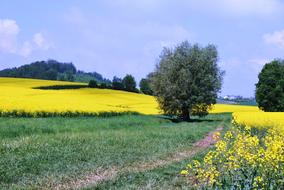 Germany Field Flowers landscape