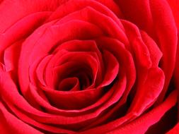 macro photo of a red rose