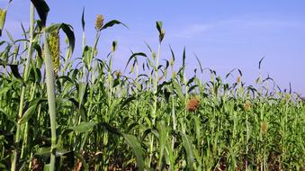Sorghum Crop Spikes