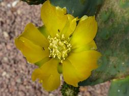 Cactus with yellow Flower, top view