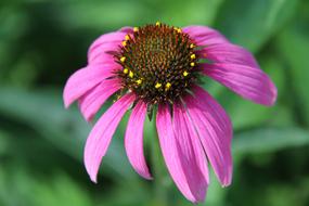 perfect Echinacea Flower