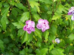 Hibiscus Shrub Hollyhock Bush