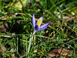 impressively beautiful Crocus Blossom