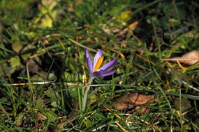 absolutely beautiful Crocus Blossom