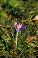 unusually beautiful Crocus Blossom