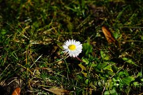 goodly Daisy Blossom