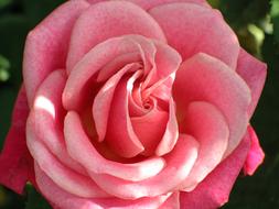 pink rose in perfect proportions