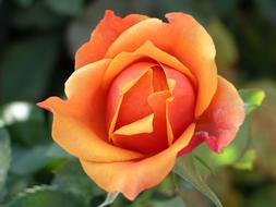 perfect orange Rose Flower