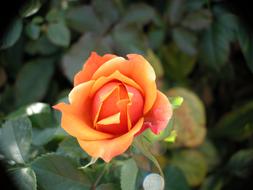 fabulous Rose Flower Macro