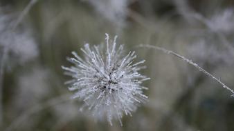 Flower Frozen white black and white