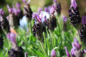 fabulous Lavender Flower