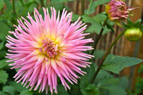 Dahlia Flower Macro pink yellow