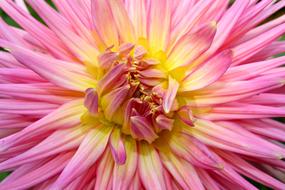 perfect Dahlia Flower Macro