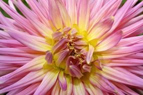 center of pink Dahlia Flower, Macro