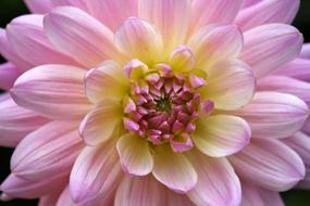 Dahlia Flower Macro pink