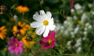 goodly Flower Macro