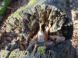 Rotten Wood Burst Fragmented