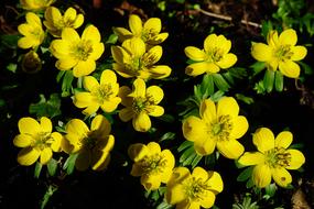 wonderful yellow Winterling Flowers