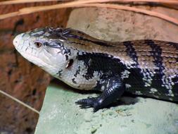 Monitor Varanus Reptile