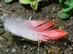 Flamingo Feather