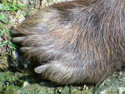 Barentaze Brown Bear Foot