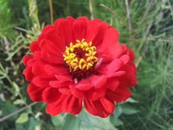 Spring Fallow Flowers