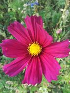 Spring Fallow Flowers