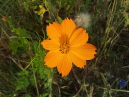 Spring Fallow Flowers