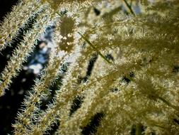 Flower Cluster White