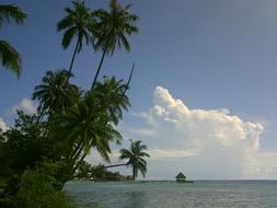 Coconut Lagoon