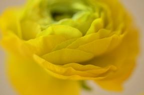 impressively beautiful Ranunculus Flower Yellow in a blurred background