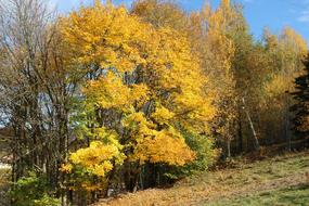 Autumn Leaves Fall Foliage Golden