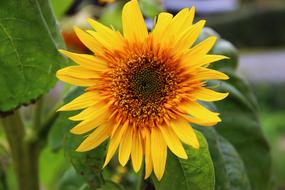 wonderful Sunflower Blossom