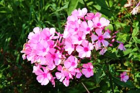 fabulous Flowers Autumn Garden