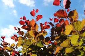 Autumn Fall Foliage Golden