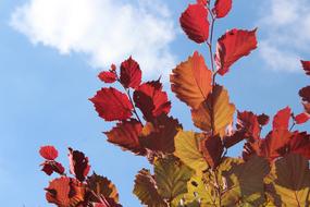 Autumn Fall Foliage Golden