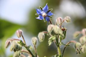 blue frost Flower