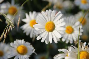 extraordinarily beautiful Daisies White