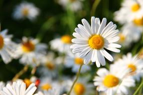 wonderful Daisies White Flower