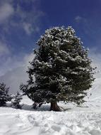 Winter Snow Tree