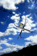 Spider Arachnid