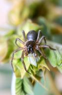 Spider Arachnid insect