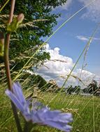 blue Flower and Grass